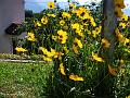 fiori gialli a Lauco